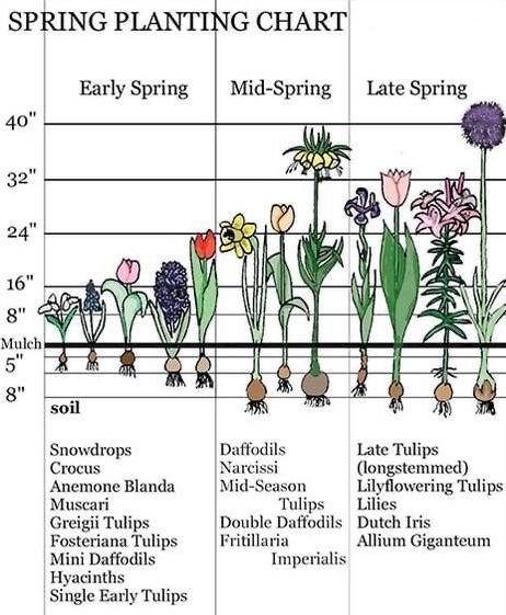 Bulbs To Plant In Fall The Old Farmers Almanac 3505